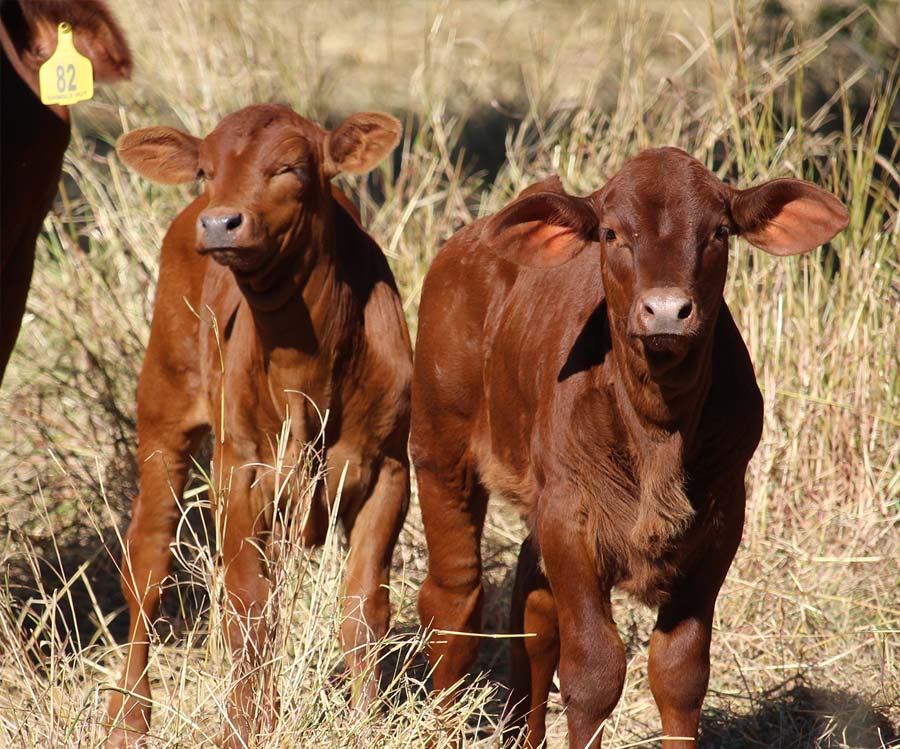 Curious month old calves